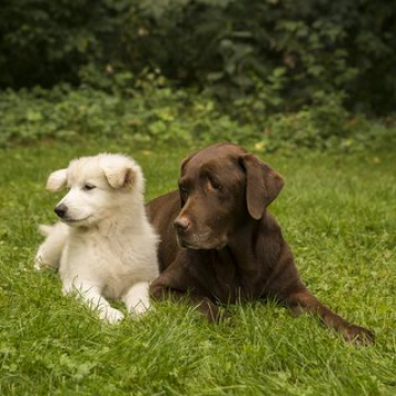 Beratung vor dem Hundekauf kl